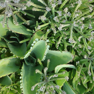 宽叶不死鸟蕾丝姑娘细叶不死鸟棒叶不死鸟落地生根多肉植物盆栽 新品