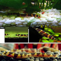 鱼樱桃宝莲灯三角企鹅钻石灯顺丰包活斑节鳉 