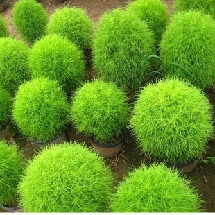 细叶地肤种子孔雀松种子四季播 阳台盆栽观叶植物 可食用球状草 新品