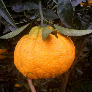 四川包装桔子蒲江特产绿色生态春见柑橘耙耙柑粑粑柑新鲜水果特价