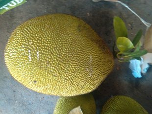 云南菠萝蜜蜜多萝树菠萝牛肚子果20斤108元有发票批发代发招代理 新品