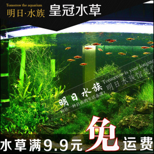 细叶铁皇冠 鹿角铁皇冠 铁皇冠 绿九冠 红九冠 前景水草 阴性水草