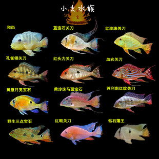 三湖慈鲷 蓝宝石关刀 红头力关刀 美洲慈鲷食土鲷 热带观赏鱼活体