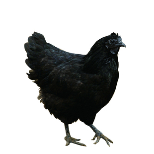 橘林生态散养三峡高山黑鸡1年以上土鸡 黑乌鸡活鸡现杀 新品上架