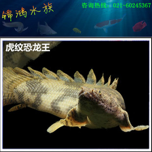虎纹恐龙王 奶油恐龙 大花恐龙 热带鱼观赏鱼水族宠物金恐龙王鱼 新品