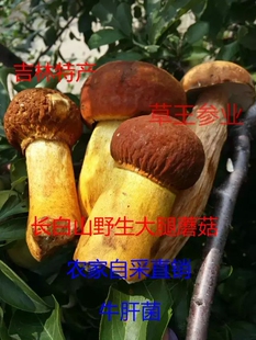 东北长白山特产野生大腿蘑菇精选牛肝菌山珍美味农家自采直销 新品