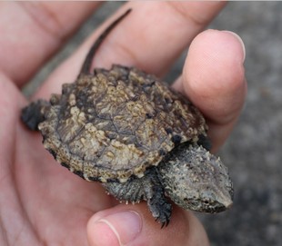 黄壳杂佛精杂大小鳄龟活体2015头苗3-4cm纯佛鳄龟苗全品爆刺包邮 新品