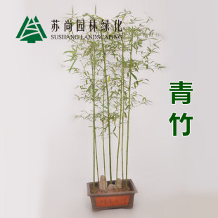毛竹/青竹苗/早园竹/别墅苗/庭院/盆栽v毛竹/室内竹子/青竹装饰庐山竹居阳台图片