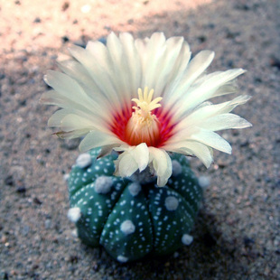 星兜 仙人球 仙人掌 星球属 多肉植物 办公室绿植盆栽花卉 新品上架