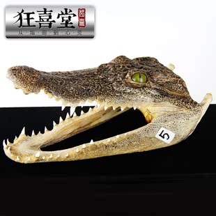 鳄鱼标本 鳄鱼头骨 鳄鱼收藏品 家居摆件收藏 新品上架 ￥ 1,998.