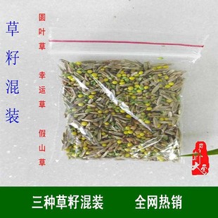 假山草籽种子 上水石吸水石盆景植物 圆叶草幸运草假山草混装 新品
