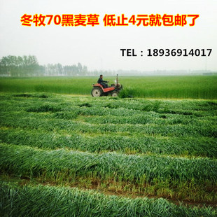 冬牧70黑麦草种子 养羊牧草种子批发 黑麦草种子包邮 耐寒 产量高