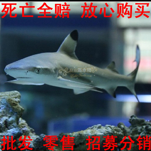黑鳍鲨-海水鱼/观赏鱼/活体/批发/珊瑚水族/死亡100%包赔 新品上架