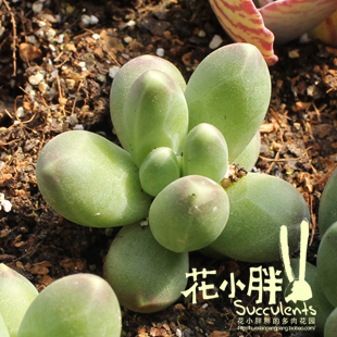 花小胖胖多肉植物