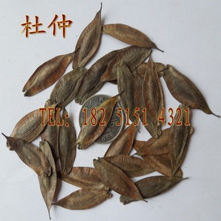 精选优质新采杜仲种子 特价杜仲树种子  中药杜仲 特价28.