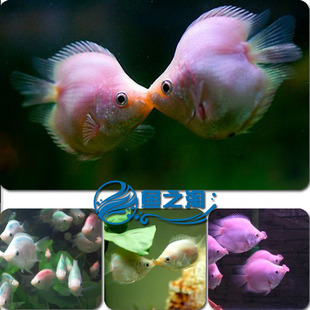 接吻鱼亲嘴鱼彩接吻彩裙黑裙kiss 热带鱼 观赏鱼 活体鱼 包活 新品