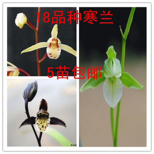 寒兰图片及品种名图片_南通好房网户型图大全