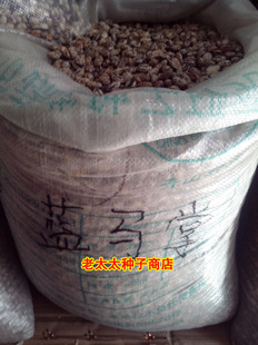金马掌 蓝马掌 大马掌油豆角种子,东北老油,老太太种子商店50克 新品