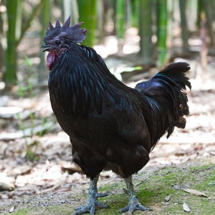 有机认证老黑公鸡 原生态森林农场全开放式放养 药膳乌骨鸡 2年龄