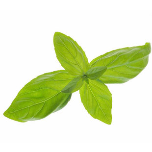 新鲜有机罗勒叶九层塔 泰国香料金不换 意式新鲜香料200g 新品上架