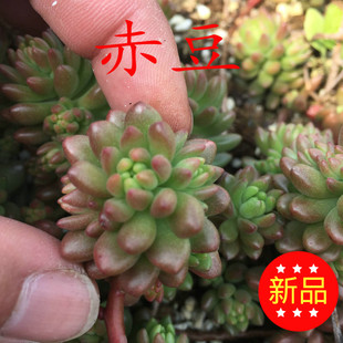 雅琪园艺 赤豆 多肉植物批发多浆植物 防辐射绿植盆栽草娃娃盆栽 新品