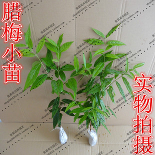 腊梅苗 腊梅树苗 梅花苗 梅花树苗 素心腊梅 馨口腊梅 虎蹄纹腊梅