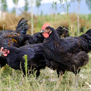 顺丰包邮正宗川蜀农村散养黑土鸡跑山鸡柴鸡活鸡现杀保鲜保质保量