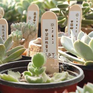 多肉植物花插 木质标签 店主手工杂货 植物养护记录 新品上架 ￥ 0.