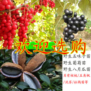野生五味子苗 秤砣子 木瓜苗 野葡萄苗 杜仲苗八月瓜苗五角枫批发