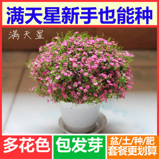 满天星花种子 四季易种易发芽花卉种子 阳台庭院春季种盆栽 新品上架