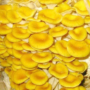 宁陕玉皇蘑 宁陕山珍 玉皇蘑 秦岭富硒野生菌 纯天然绿色食品 新品