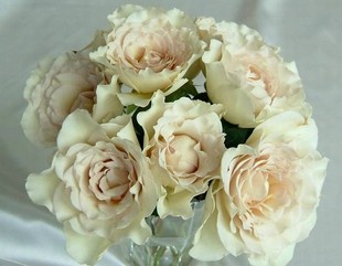 萨沙天使 天使系列 欧月 茶色强香 月季嫁接 新品上架 ￥ 60.0 ￥60