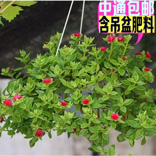 吊兰盆栽花卉室内吊兰植物牡丹吊兰玫瑰吊兰盆栽含盆 新品上架 $ 15.