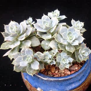 肥猫多肉植物 雪域 雪玉 蓝巴黎 多头群生老桩 美仙美腻 一物一拍