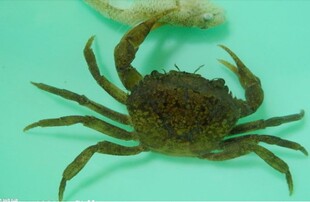 野生的河蟹淡水该养?吃,住,喜欢西红柿蒸黄豆图片