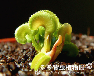 多多食虫植物园世界最小的捕蝇草威龙捕蝇草cudo最新开售 新品上架