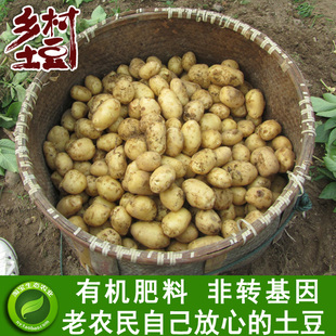 非转基因黄心小土豆现挖农村自留种洋芋马铃薯有机绿色新鲜蔬菜 新品