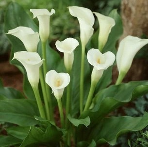 马蹄莲 小苗 室内观花盆栽植物 芳香花卉 净化空气绿植 水生培养 新品