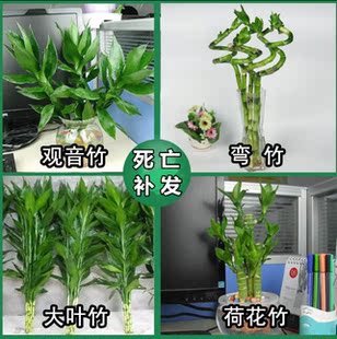 富贵竹 水培花瓶观音竹转运竹开运竹 净化空气好养弯竹竹子 桌面 新品