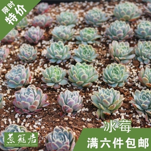 多肉植物 冰梅 冰莓 紫月影 月影系 一物一拍  新品上架 ￥ 18.