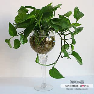 水培小花瓶创意玻璃绿萝透图片