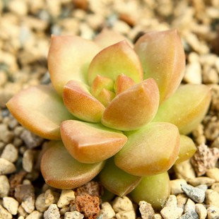 多肉盆栽蜜月植物盆景黄丽肉肉老桩办公室内小薄膜绿助发花卉卡袋图片