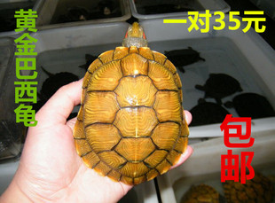 [宠物龟排名]【宠物龟品种】宠物龟品种大全,宠物龟品种介绍