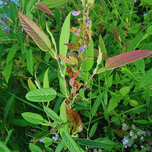 新鲜草药 野生 葫芦茶/牛虫草/剃刀柄/咸鱼草/百劳舌/鲮鲤舌500克