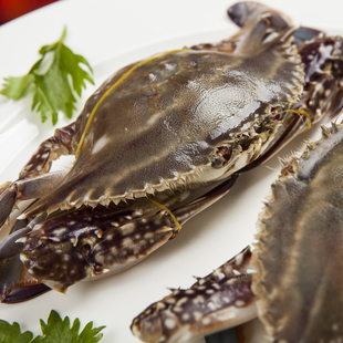 舟山野生海蟹梭子蟹鲜活母蟹白蟹蟹黄肥厚一斤2只 3斤起拍 按市价