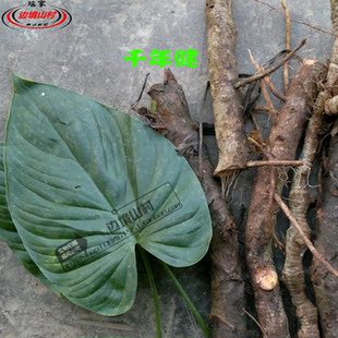 边境山村|千年健千年见千颗针一包针 云南版纳特产 新鲜野生中药 新品