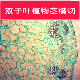 43205双子叶植物茎横切教学仪器中小学生植物石蜡永久显微玻片图片