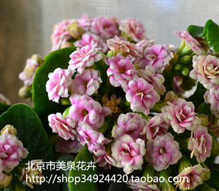 长寿花weaver  新品 重瓣 复色 孔雀 带苞带花 带盆发货安全到家 新品