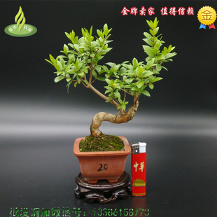檀香木盆景 微型盆景 掌上盆景 印度白檀迷你盆栽 办公桌绿植提神