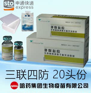 20头份 三联四防 多联必应 羊梭菌病干粉灭活疫苗 哈药集团 广为 新品